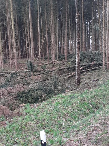 Aufarbeiten von Sturmschäden im Wald